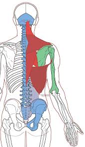 Pin On Neck And Shoulder Pain