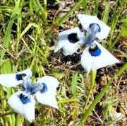 Image result for Ammocharis tinneana