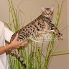 Savannah Cat F Generations Explained What the F mean in ...