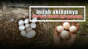 Check spelling or type a new query. Ladang Jagung Cara Meningkatkan Produktivitas Telur Ayam Hutan Bagian 2 Facebook