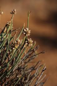 Image result for Hermbstaedtia