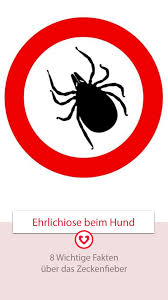 Ehrlichiose Zeckenfieber Beim Hund Hunde Hundegesundheit Alles Fur Den Hund