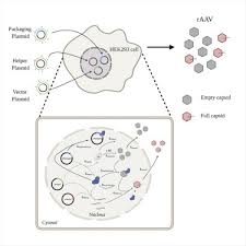 Image result for White 1999 AAV