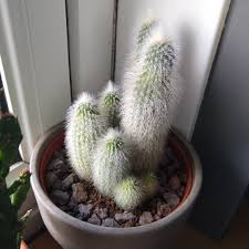 Finding the best pots for christmas cactus is not an easy job. Cleistocactus Strausii Silver Torch Cactus In Gardentags Plant Encyclopedia