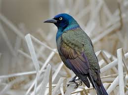 How to get rid of grackles, starlings, and blackbirds in trees and landscaped areas. Stop Feeding The Birds For Now Pittsburgh Post Gazette