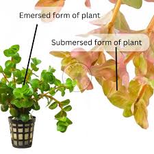 Image result for Rotala submersa