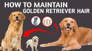 Puppies will be ready to go to their n. How To Take Care Golden Retriever Hair In Hindi How To Maintain Golden Retriever We Like Dogs