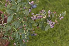 O'neal southern highbush blueberry is perhaps the earliest ripening of any southern highbush blueberry and often touted as the tastiest too! Growing Blueberries In Western Australia Agriculture And Food