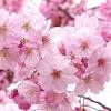 Commercial cherries are obtained from cultivars of several . Https Encrypted Tbn0 Gstatic Com Images Q Tbn And9gcrs8yrqex H Vgory6uhflsdkud S 3eqzzi9oygzg Usqp Cau