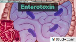 Clostridium là một giống trực khuẩn gram dương, thuộc ngành firmicutes. Food Poisoning From Clostridium Perfringens Clostridium Perfringens Enterotoxin Video Lesson Transcript Study Com
