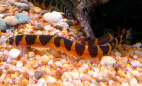 Kuhli loach are also one of the best tank mates for betta. 1 Easy To Read Kuhli Loach Care Guide Honey Gourami