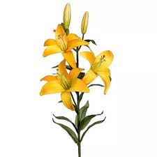 Our selection of pink, red, and white stargazer lily bouquets are. Buy 2 Stems Of Artificial Yellow Stargazer Lily Online Flowerdeliveryuae Ae
