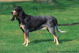 Wenn sie welpen von züchtern suchen, finden sie diese und ausgewachsene hunde über die unten stehenden anzeigen und in den weiteren. Luzerner Laufhund Vdh Rasselexikon 2021