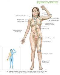 Pin On Respiratory Anatomy Etc