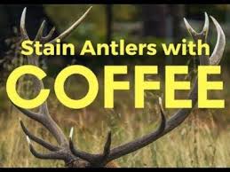 How To Stain And Restore Antlers And Horns With Coffee Grounds Also Works With Tea Youtube Antlers Elk Horns Deer Antlers
