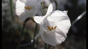 Image result for Amaryllidaceae