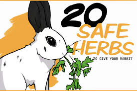 May be some other animals too, but woodchucks for sure. Safe Herbs For Rabbits And Their Medicinal Properties