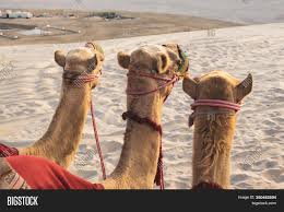 Evening desert safari starts with the timely manner pickup from your hotel or meeting points with a warm welcome by our desert safari dubai guides. Background Camel Image Photo Free Trial Bigstock