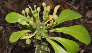 Image result for Mildbraedia carpinifolia