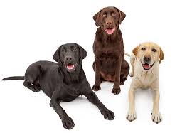 Es ist ein problem aufgetreten. Labrador 11 Facts Om Hunden Der Naesten Kan Alt Idenyt