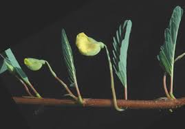 Image result for Aeschynomene fluitans