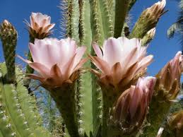 Así, obtendremos que en nuestras plantas, florezcan con más vigor y en mayor cantidad que antes, las plantas crecerán mucho mejor y se eliminarán en gran medida las manchas de sarro y cal del agua, en las plantas. Tipos De Cactus Con Flores