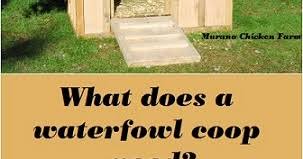 For superior comfort and energy efficiency, combine a house with a shop or storage area built using structural insulated. What Does A Goose Coop Need Duck Coop Murano Chicken Farm