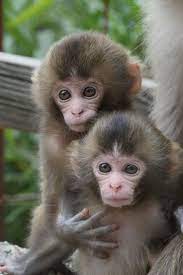 As Soft As A Cute Monkey Soft Fluffy Cute Monkey Cute Monkey Cute Baby Monkey Pet Monkey