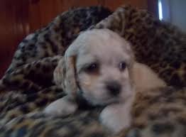 Join our community of paw lovers across the u.s. Cockapoo Puppies Thru October For Sale In Cedarville New York Classified Americanlisted Com