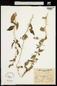 Image result for Lycium mascarenense