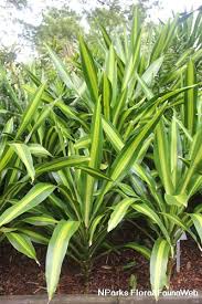 Image result for Dracaena aubryana