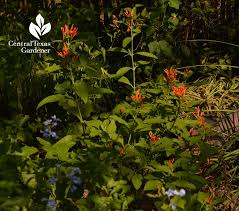 Blooms in spring, summer, fall; Shade Plants In Deer Country Trisha Shirey Barbara Wise Central Texas Gardener