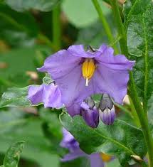 Image result for Solanum sp. A