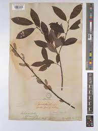 Image result for Dewildemania filifolia