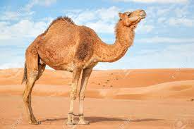 Camel in desert with pyramids background by grant faint. Image Of Camel In Desert Wahiba Oman Stock Photo Picture And Royalty Free Image Image 28800998