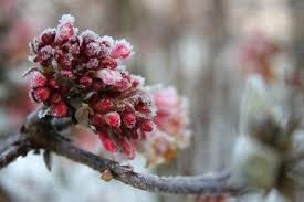 14 Ideen Fur Den Garten Im Winter In 2020 Garten Gartengestaltung Pflanzen