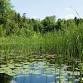 Science Thursday: The Cedarburg Bog – State... event in Saukville, WI