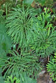 Image result for Lycopodium
