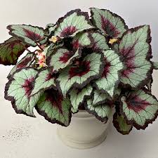 Image result for Begonia meyeri-johannis