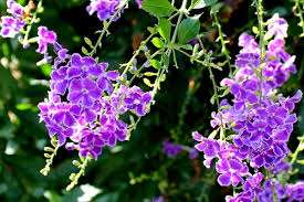 Parole crociate con il termine grappolo: Con Quei Piccoli Fiori Viola Dizy Foto
