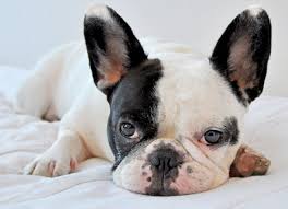 Learn About The French Bulldog Dog Breed From A Trusted Veterinarian