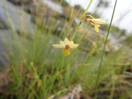 Image result for Orthochilus