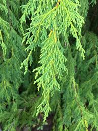 Image result for Cupressaceae