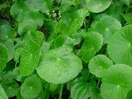 Centella asiatica atau lebih dikenali deângan nama pegaga di negara ini ialah sejenis ulam yang bukan sekadar memiliki kebaikan dari segi. Khasiat Pegaga Pamapedia