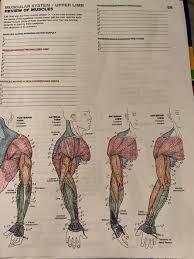 The muscles are grouped into anterior and posterior compartments by the septa that attach to the humerus. Musclenovodni D 58 Muscular System Upper Limb Chegg Com