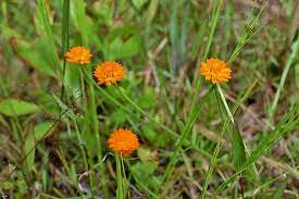 Pet friendly, affordable, & utilities included apartments. Wildflowers Picture Of Carolina Beach State Park Tripadvisor