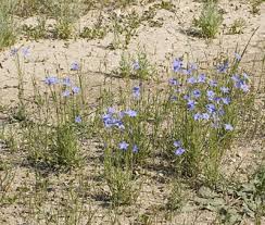 (eds), flora of victoria vol. Factsheet Wahlenbergia Communis