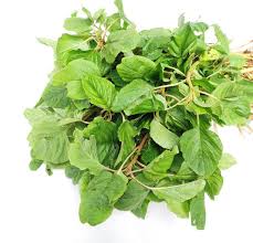 Image result for Amaranthus viridis