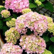 Image result for Synadenium cupulare