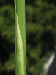 Image result for Clutia angustifolia